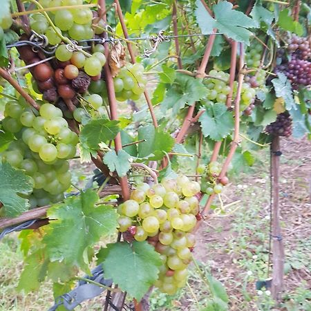 Ferienwohnung Weingut Lahmer August Kretzschau Eksteriør billede