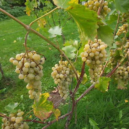 Ferienwohnung Weingut Lahmer August Kretzschau Eksteriør billede