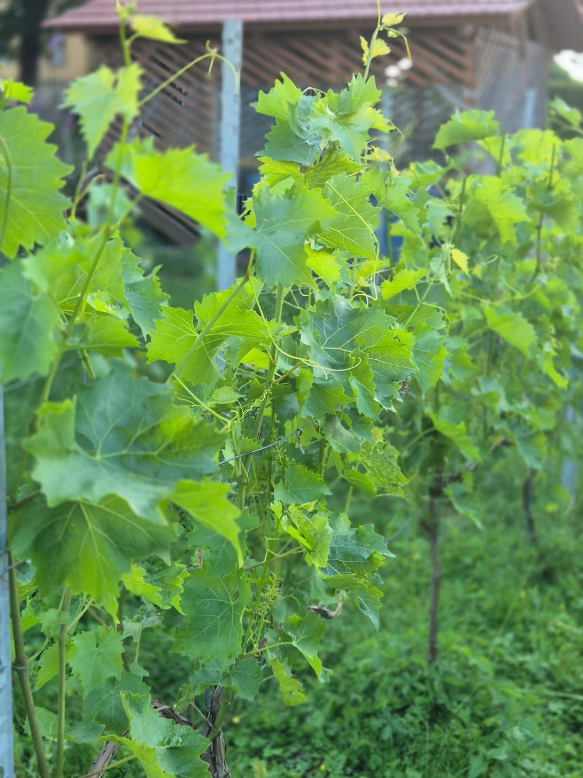 Ferienwohnung Weingut Lahmer August Kretzschau Eksteriør billede