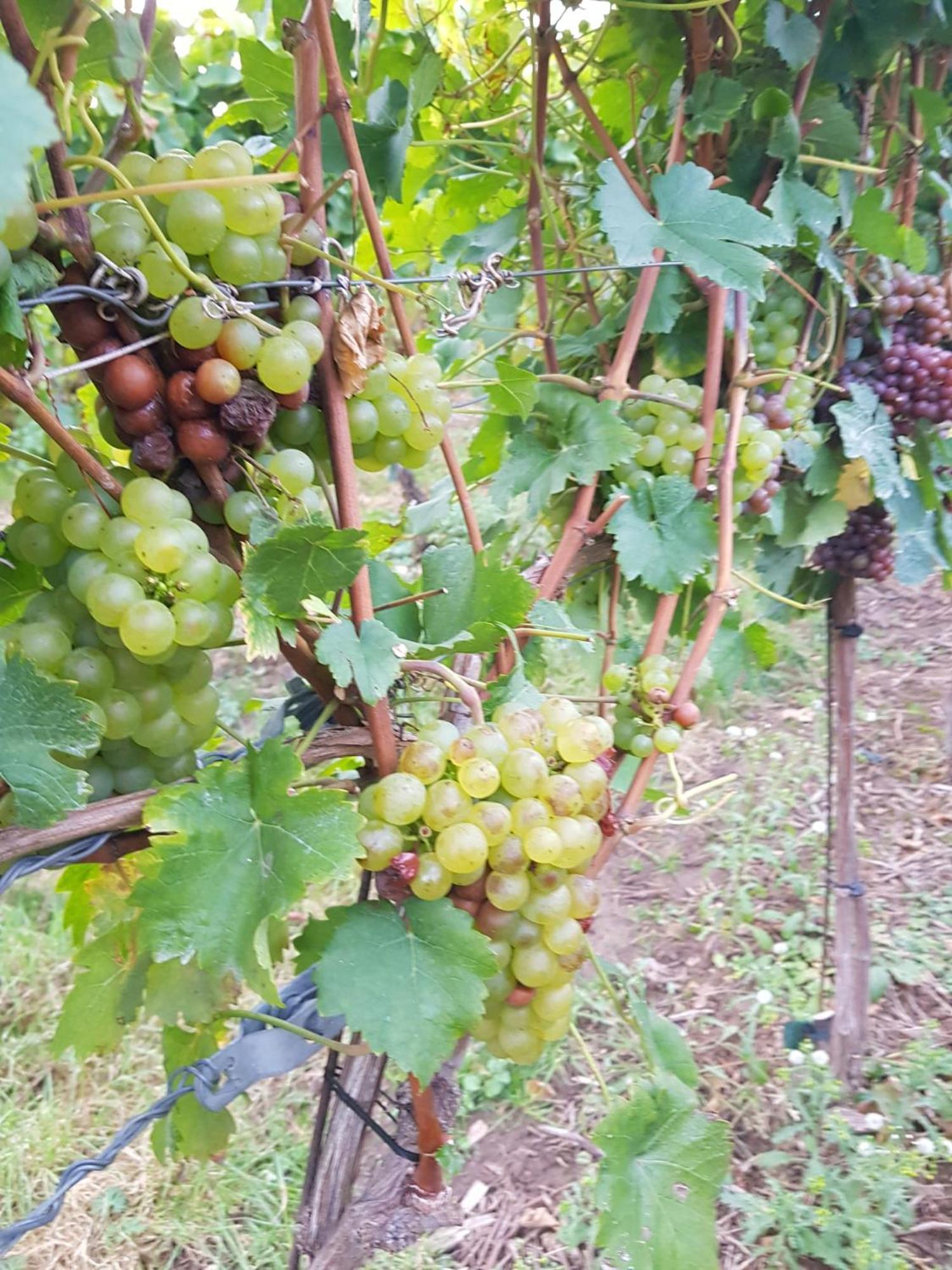 Ferienwohnung Weingut Lahmer August Kretzschau Eksteriør billede