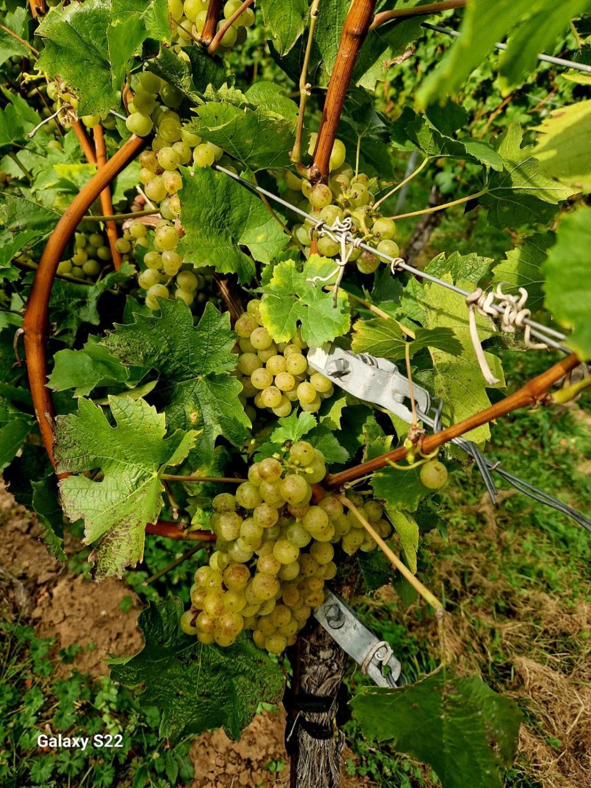 Ferienwohnung Weingut Lahmer August Kretzschau Eksteriør billede