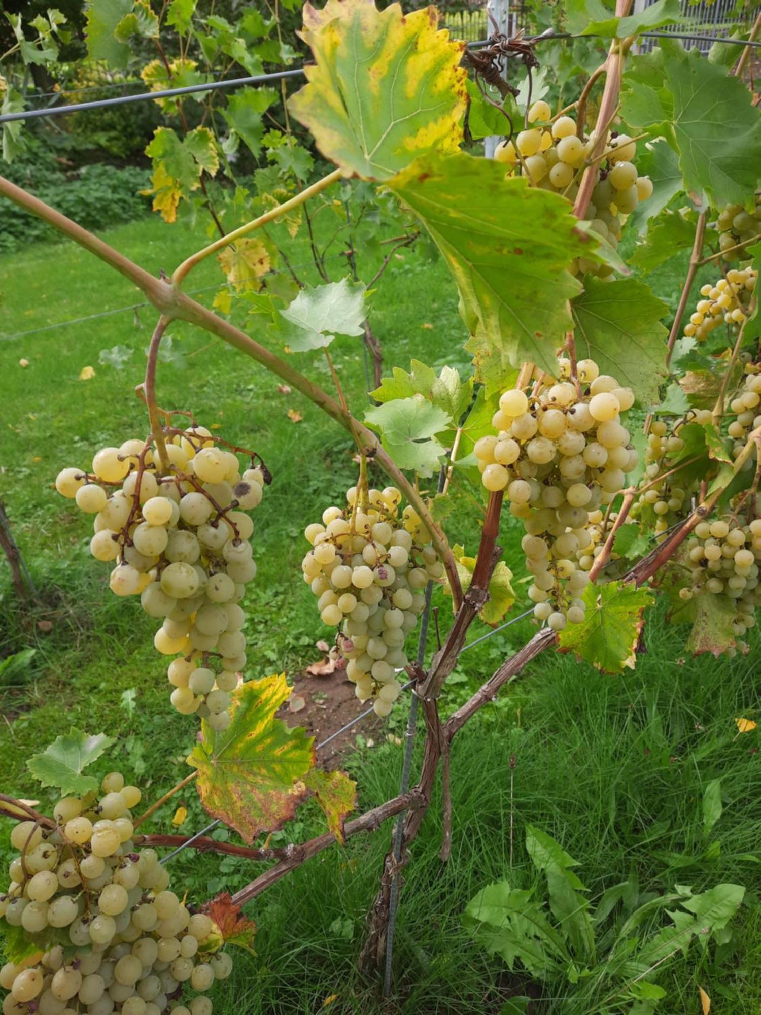 Ferienwohnung Weingut Lahmer August Kretzschau Eksteriør billede